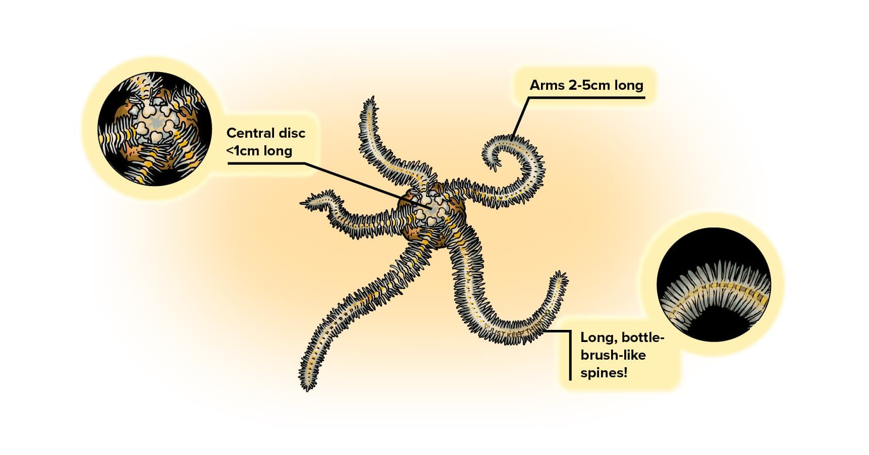 Bottle-brush brittle star