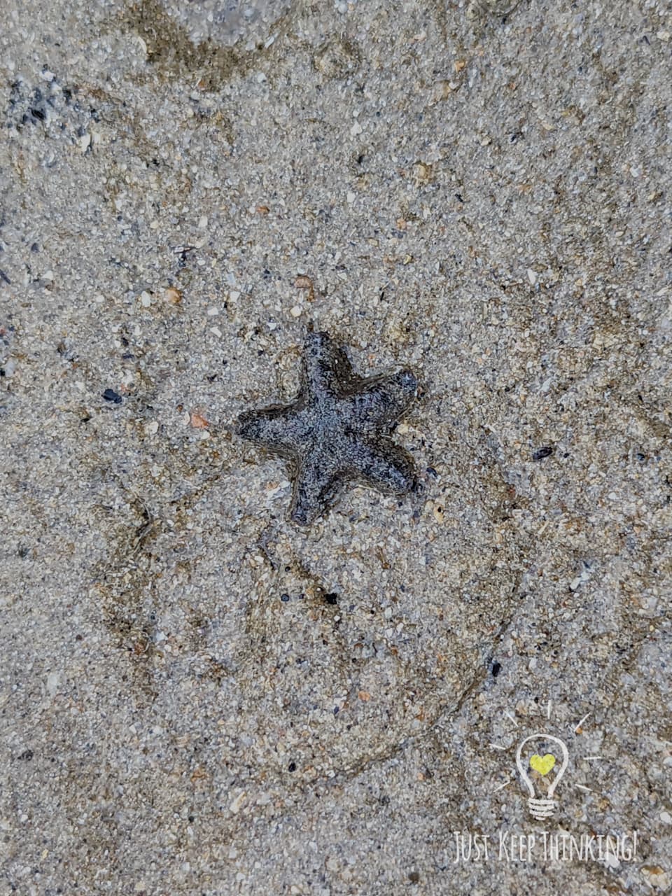 Cryptic Sea Star 2_Wildlife Shots