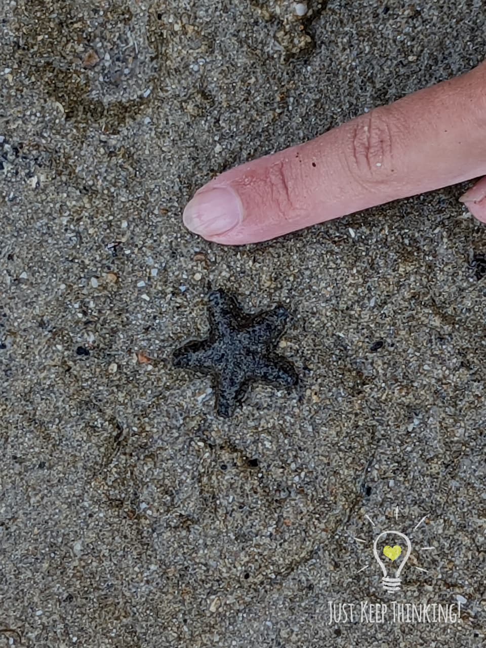 Cryptic Sea Star 3_Wildlife Shots
