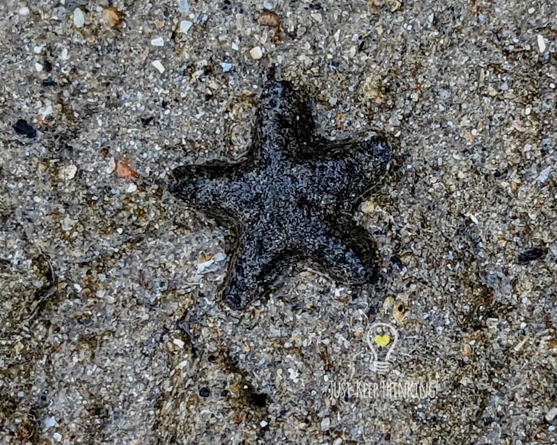 Cryptic Sea Star (Starfish)