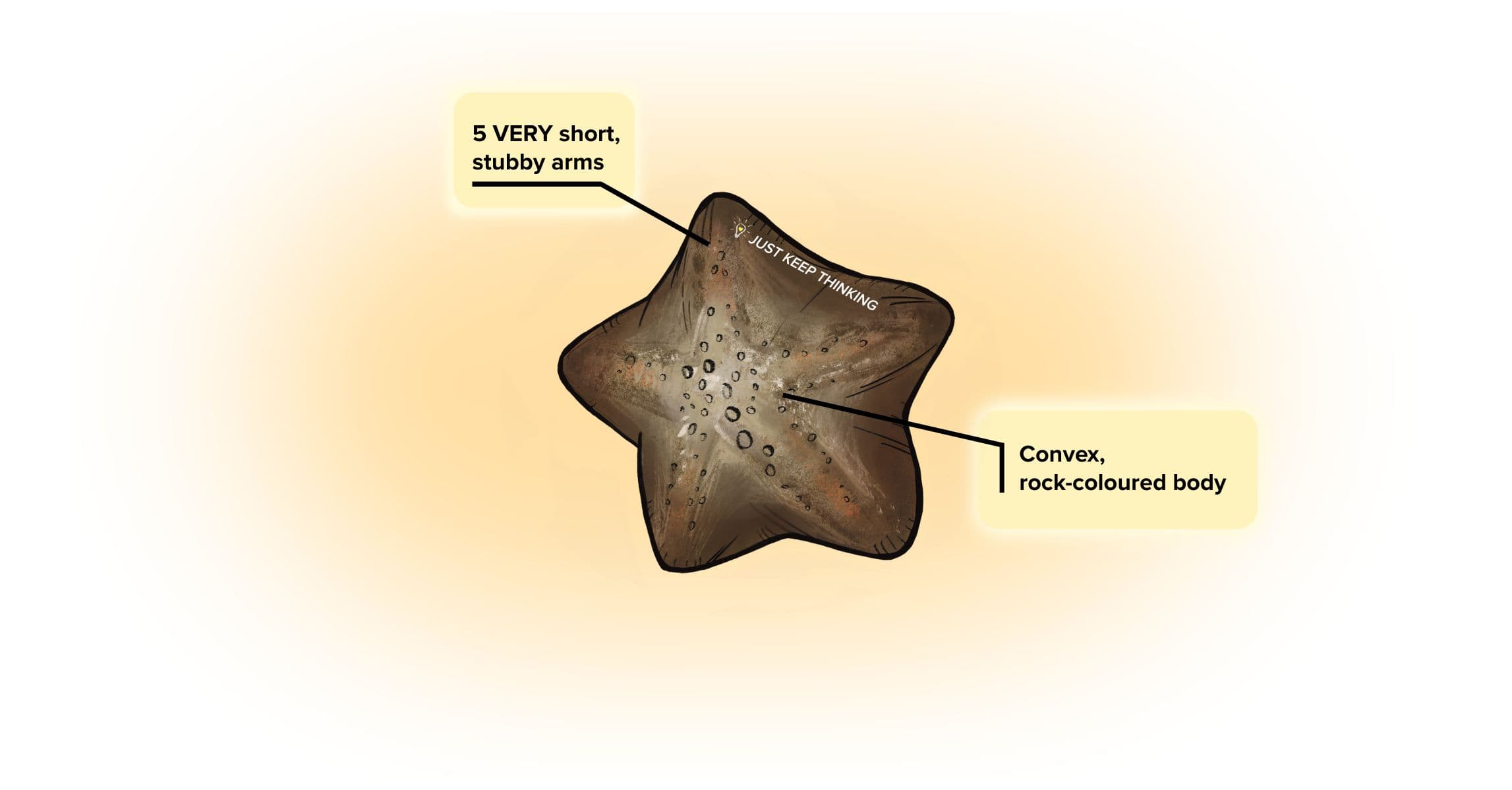 Cryptic Sea Star_Animal Infogrpahic