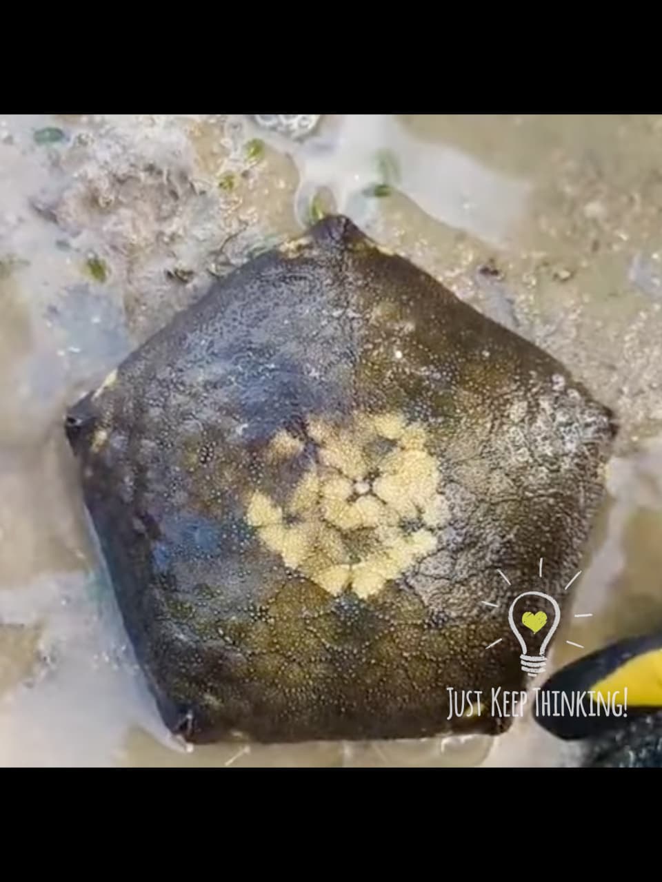 Cushion Sea Star