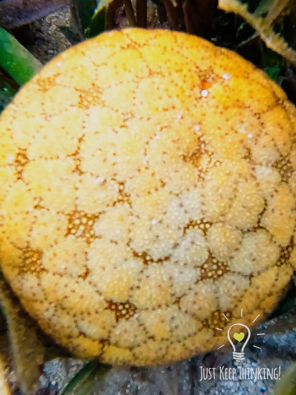 Cushion Sea Star_Wildlife Shots