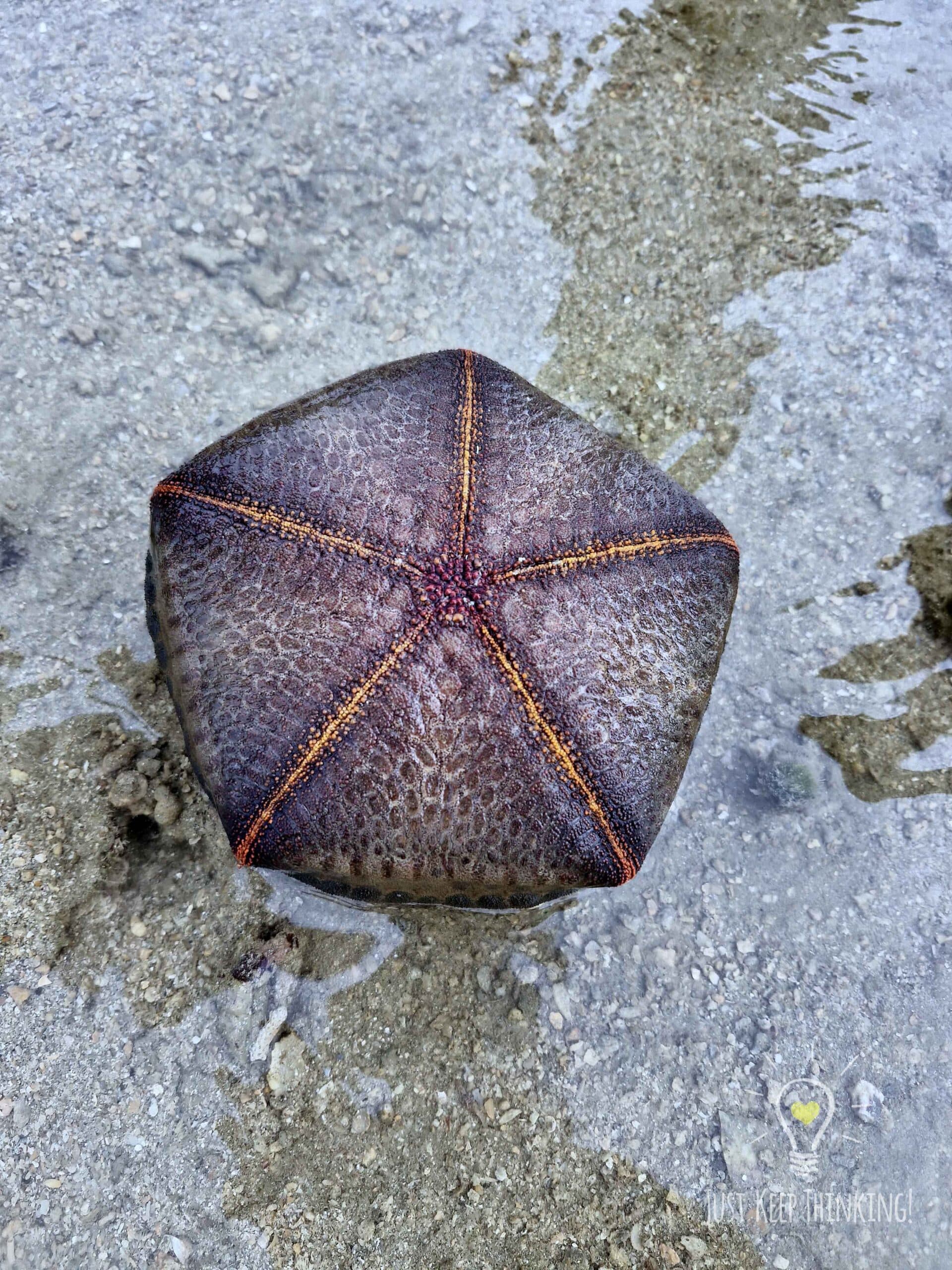 Cushion Sea star 1 _ Wildlife Shots