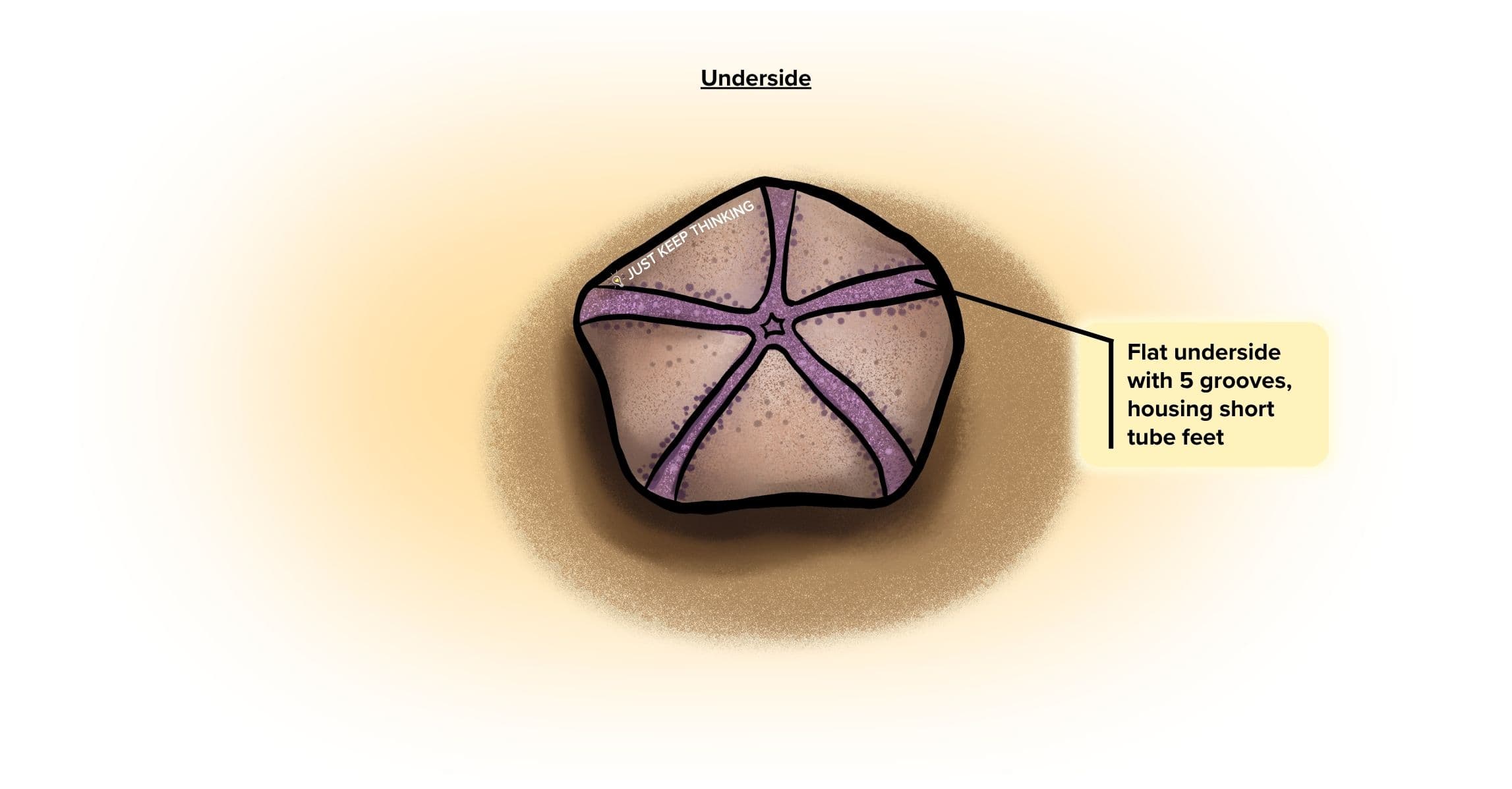 Cushion sea star_Under_Infographic