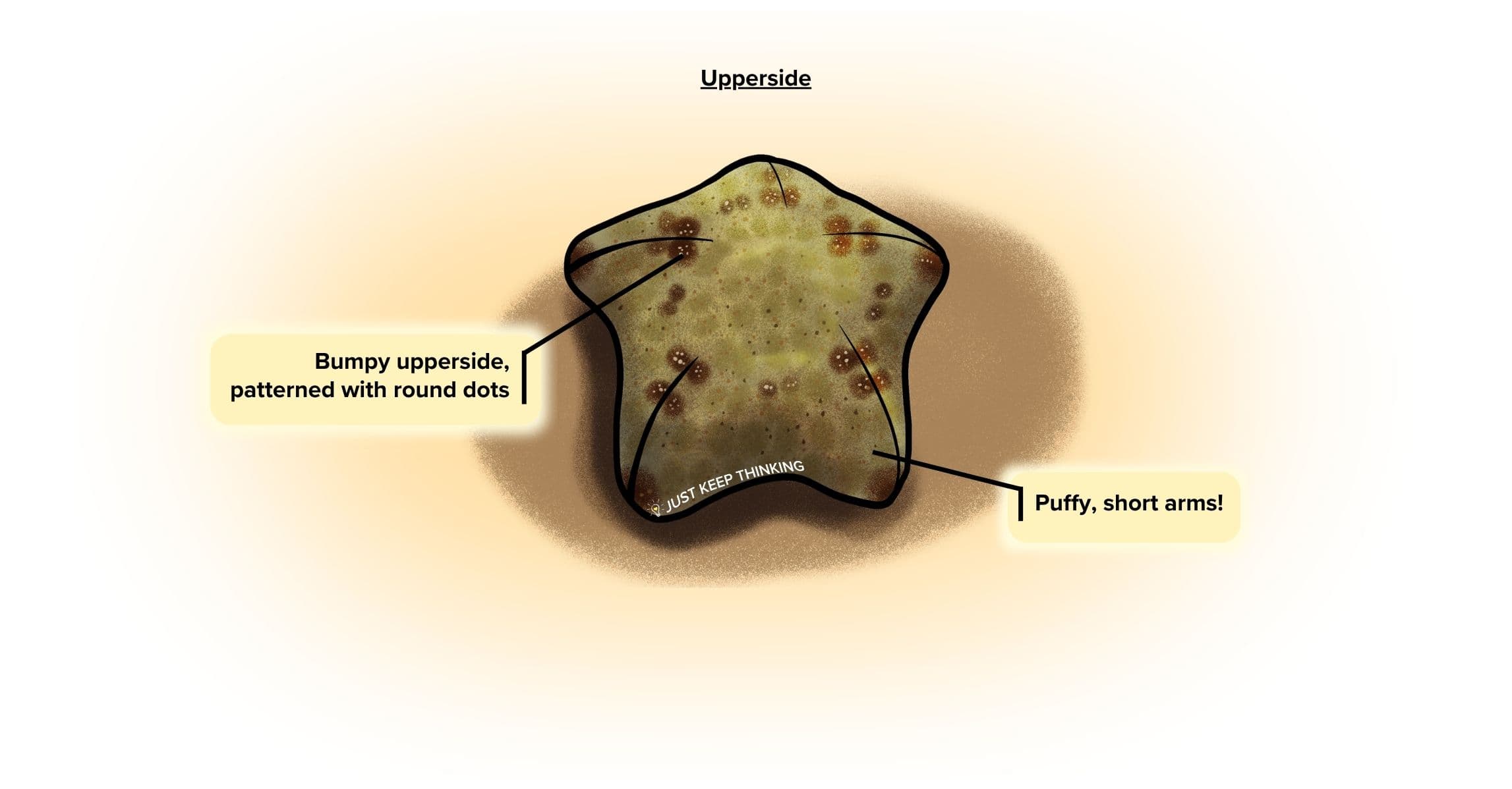 Cushion sea star_Upper_Infographic