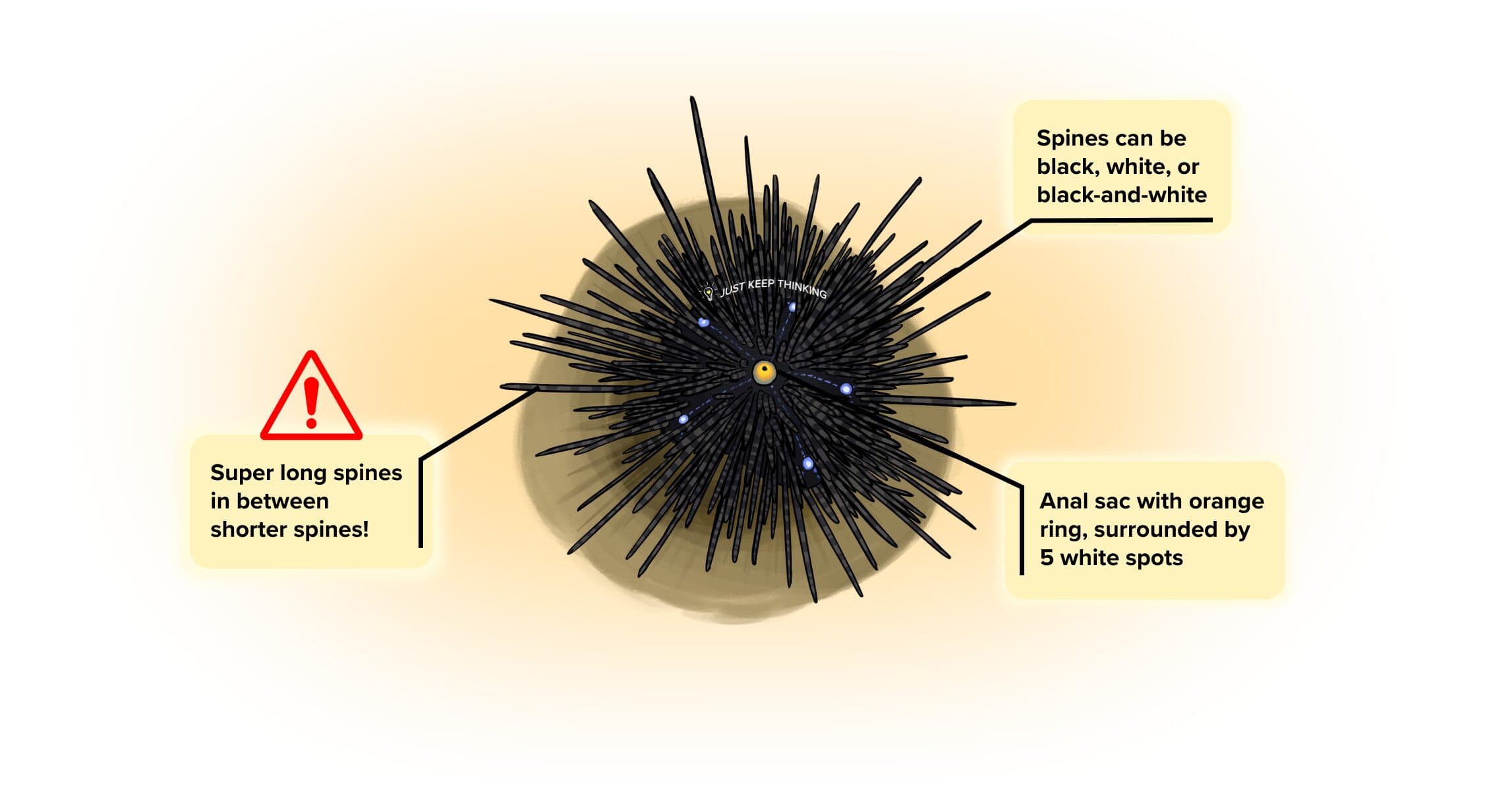 Diadema Sea Urchin_infographic