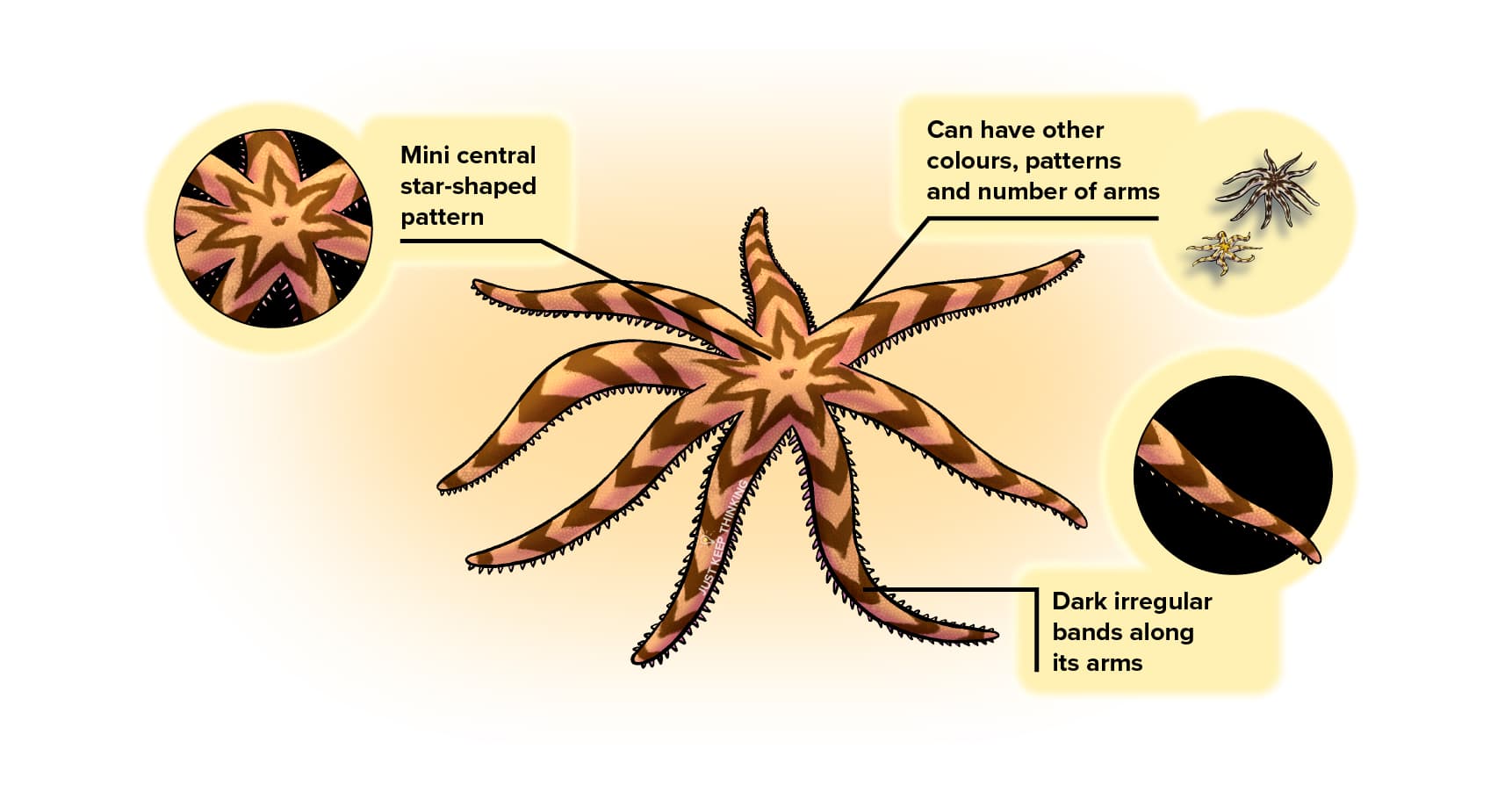 Eight-armed Luidia sea star