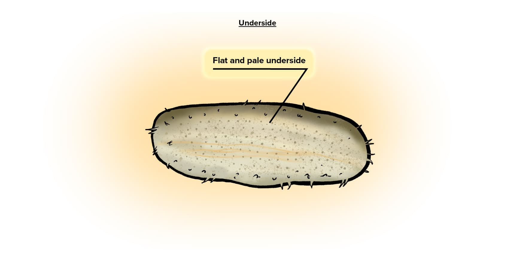 Garlic Bread Sea Cucumber_Underside_Animal Infographic