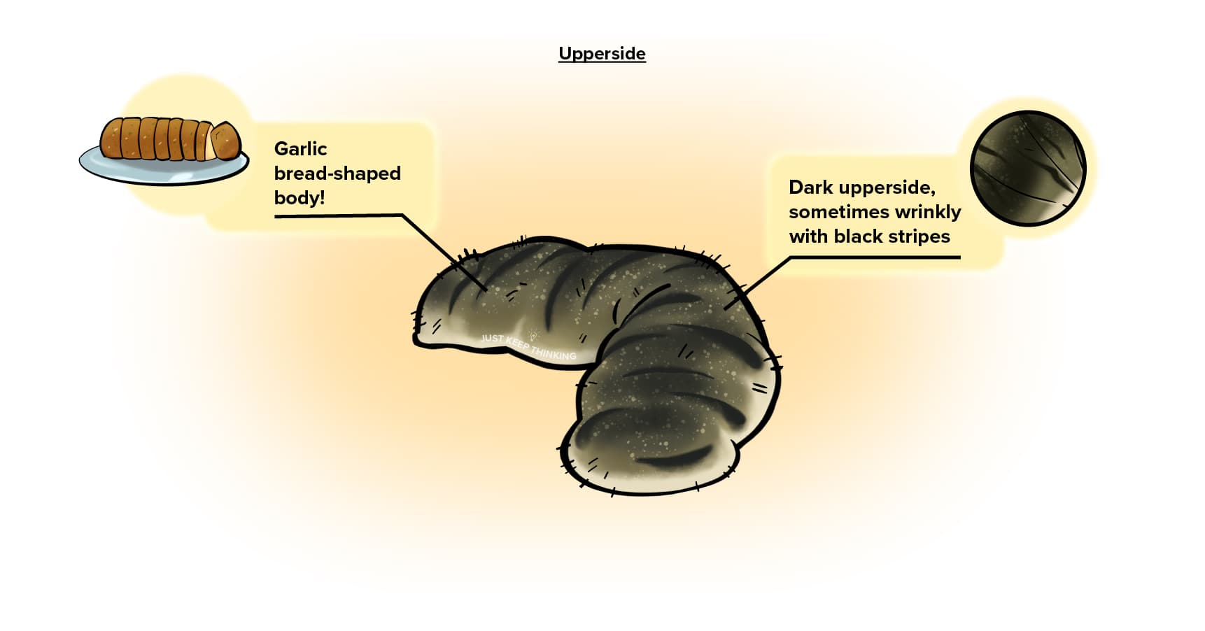 Garlic Bread Sea Cucumber_Upperside_Animal Infographic (1)