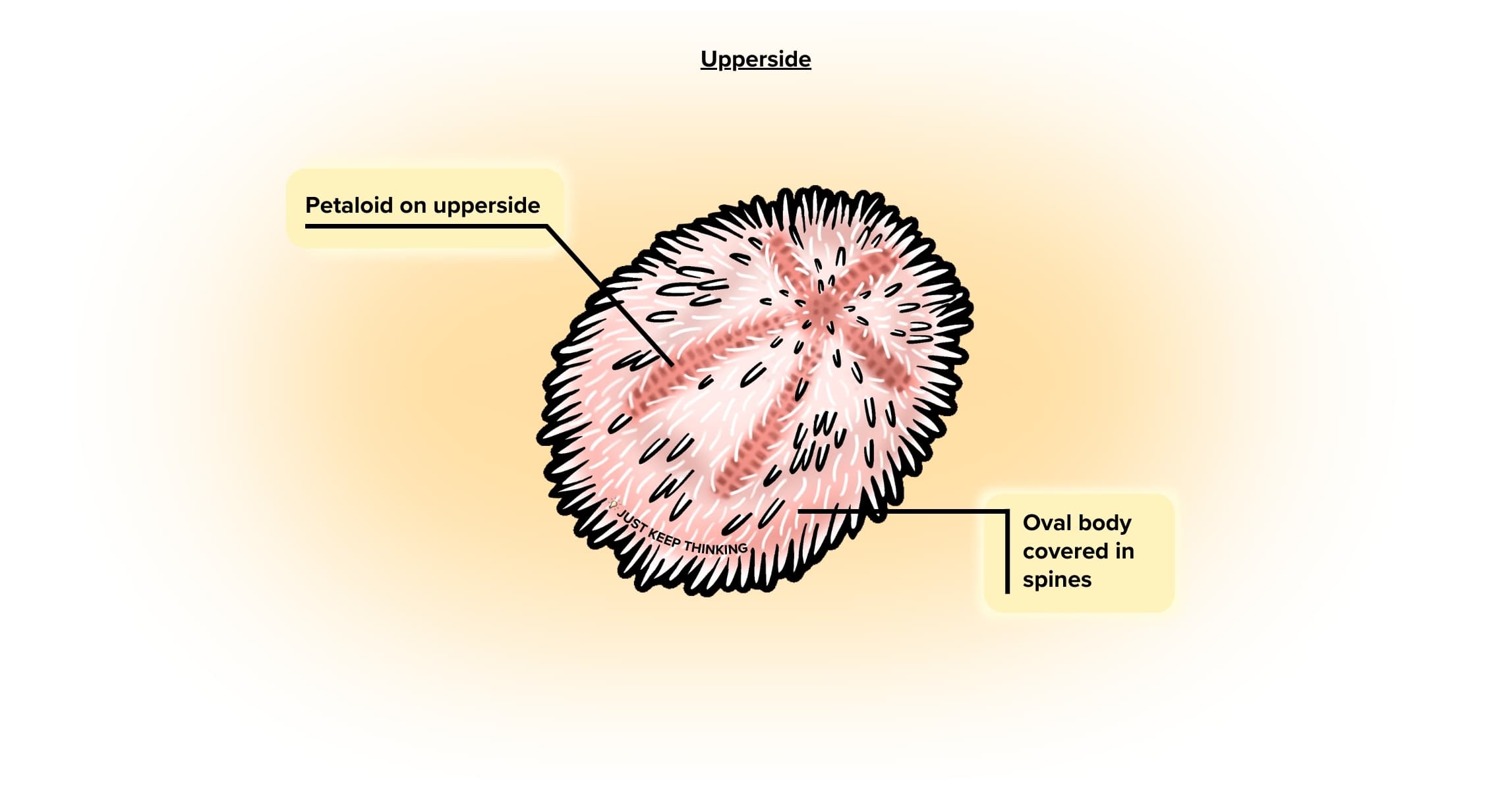 Keeled heart urchin upperside_Animal Infographic