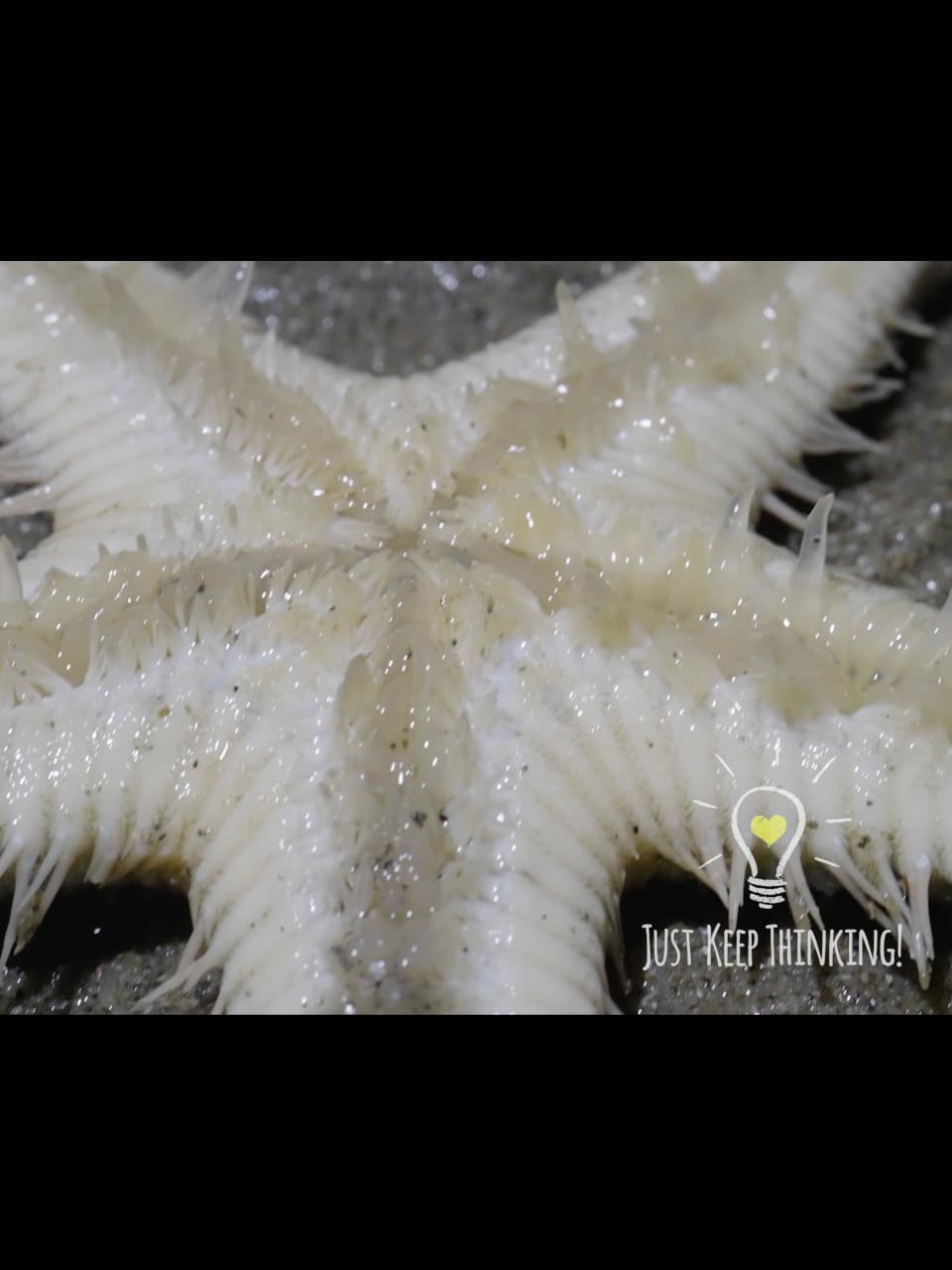 Plain Sand Star