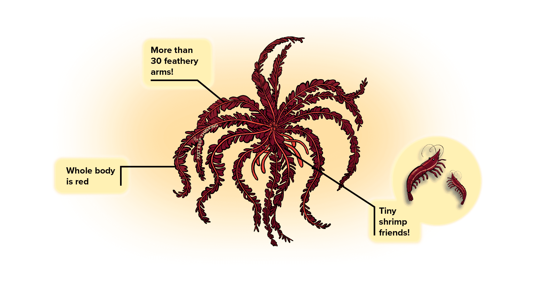 Red Feather Star