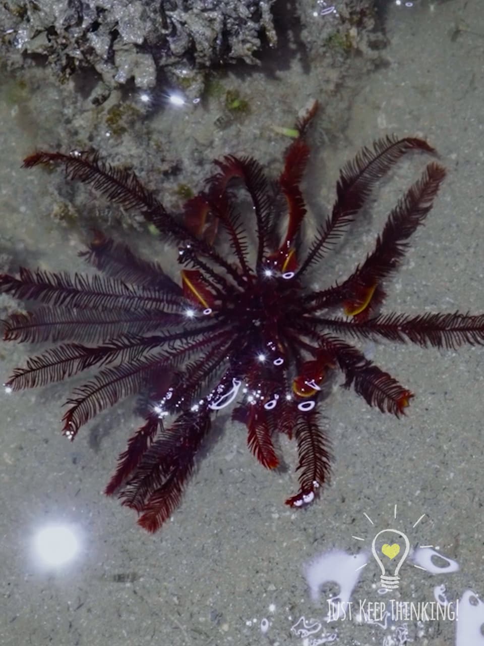 _Red Feather Star_GradedJKT