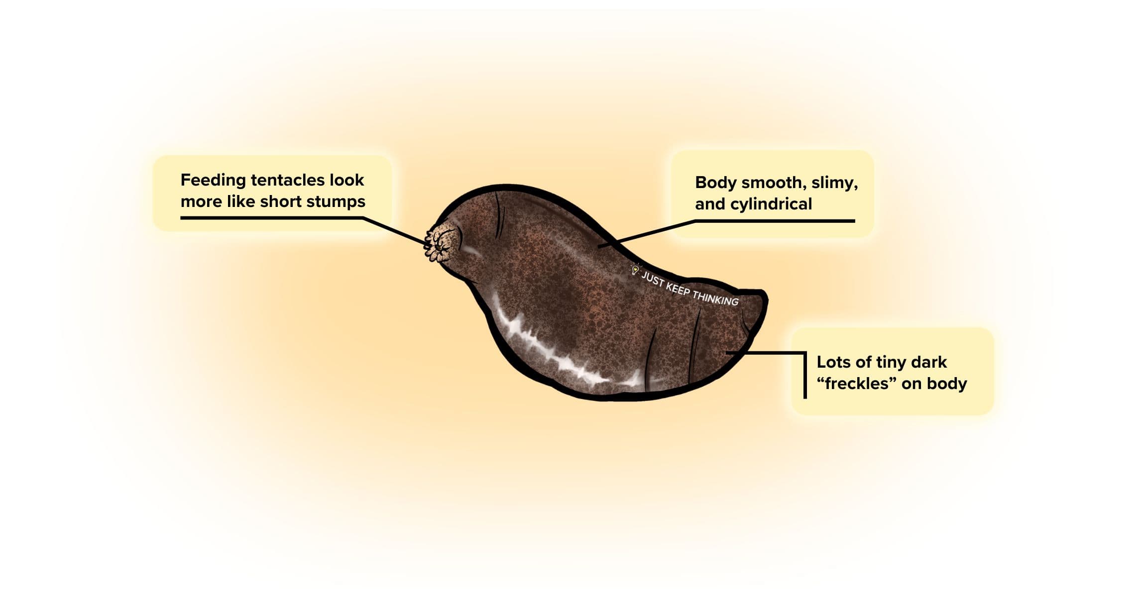Smooth Sea Cucumber_Animal Infographic