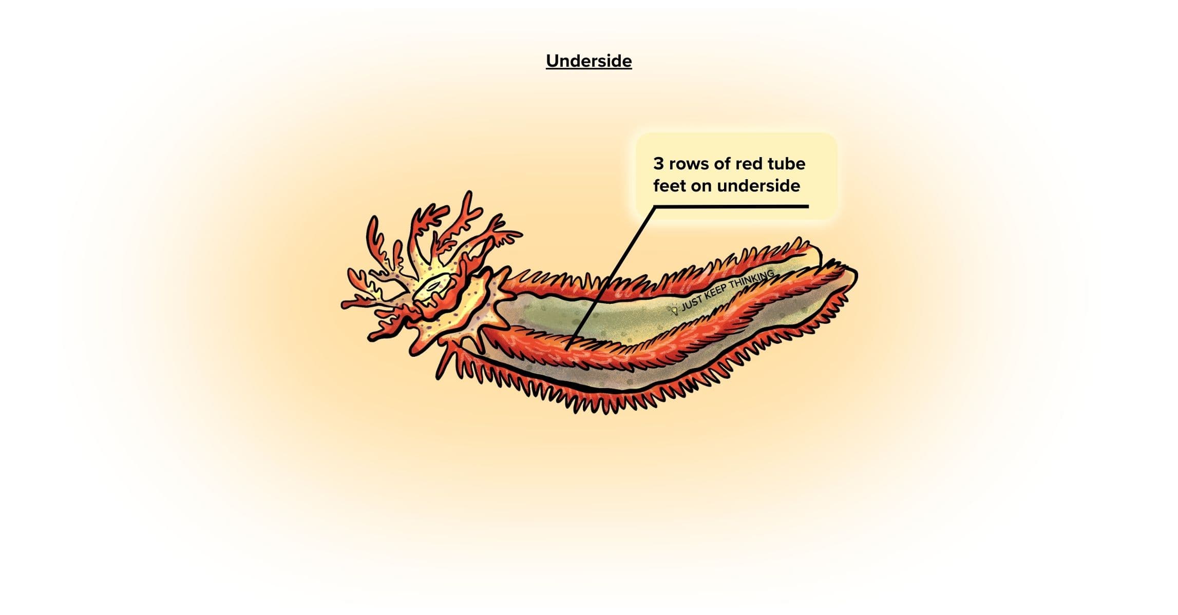 Thorny sea cucumber_Under_Infographic