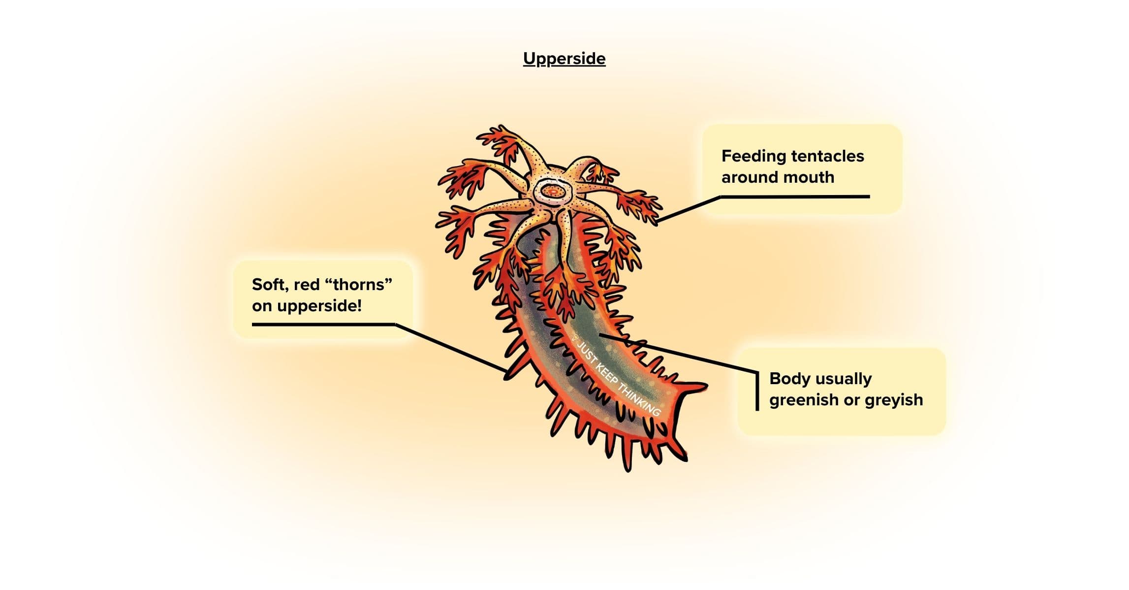 Thorny sea cucumber_Upper_Infographic