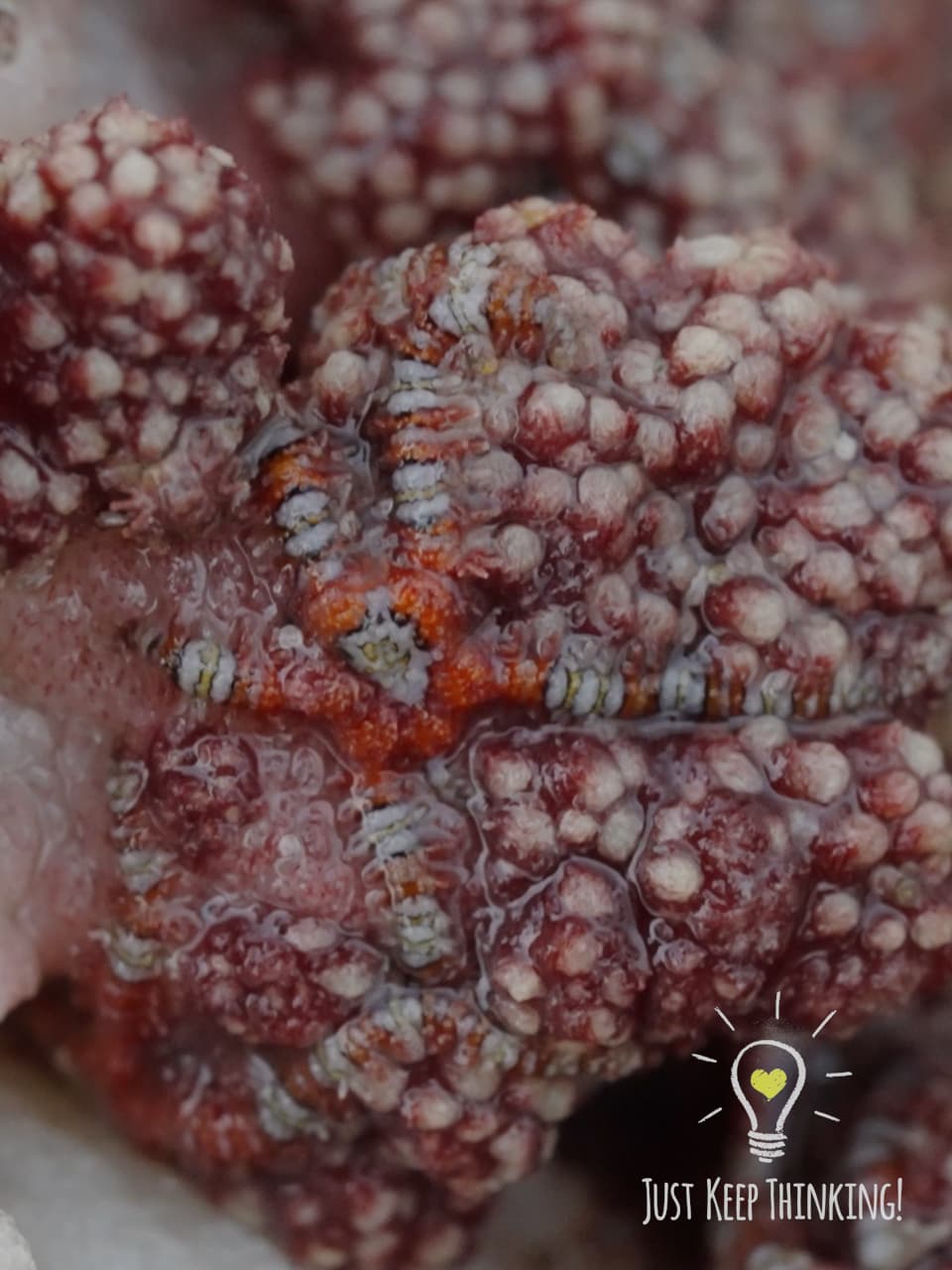Tiny Brittle Star 2