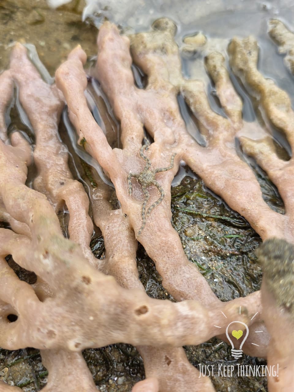 Tiny Brittle Star 2_Wildlife Shots