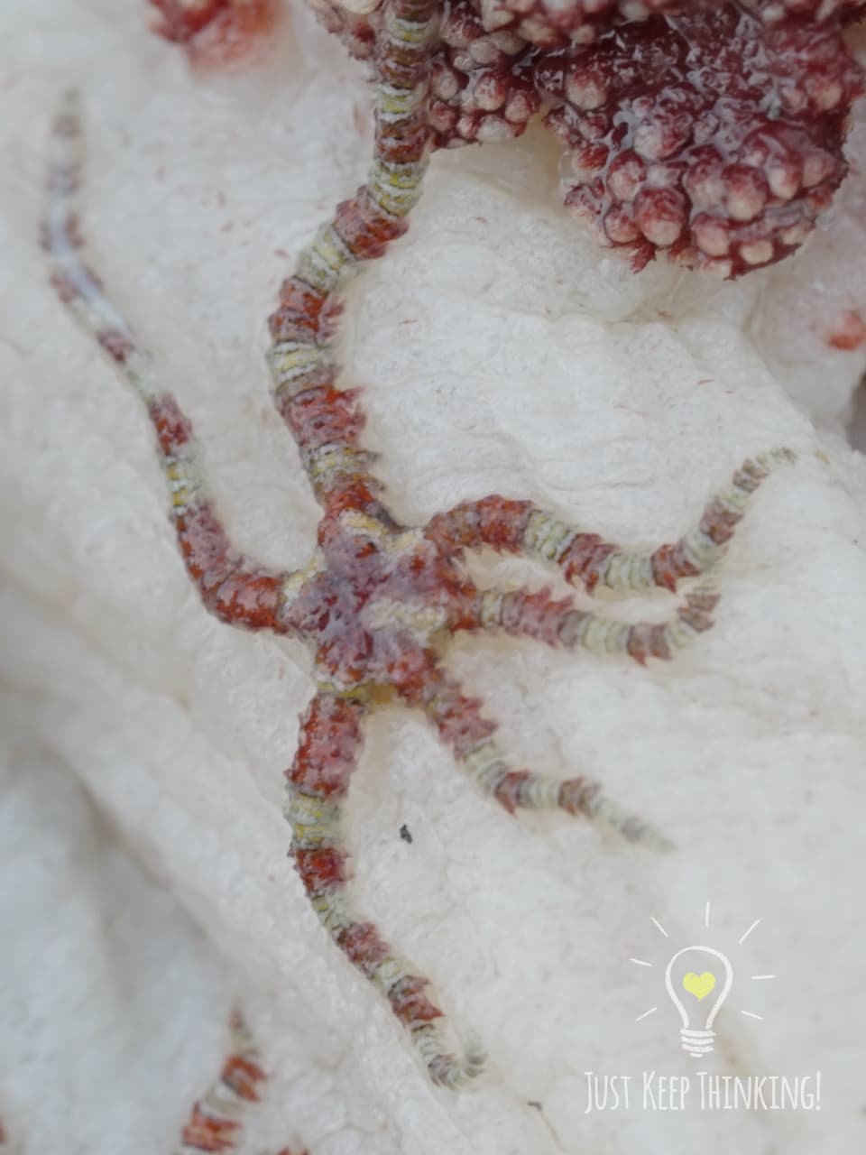 Tiny Brittle Star