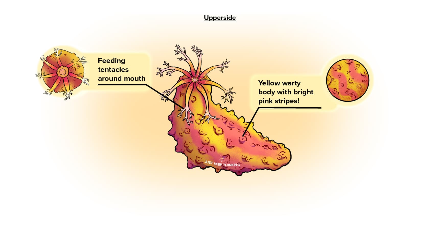 Upperside Pink Warty Sea Cucumber V3