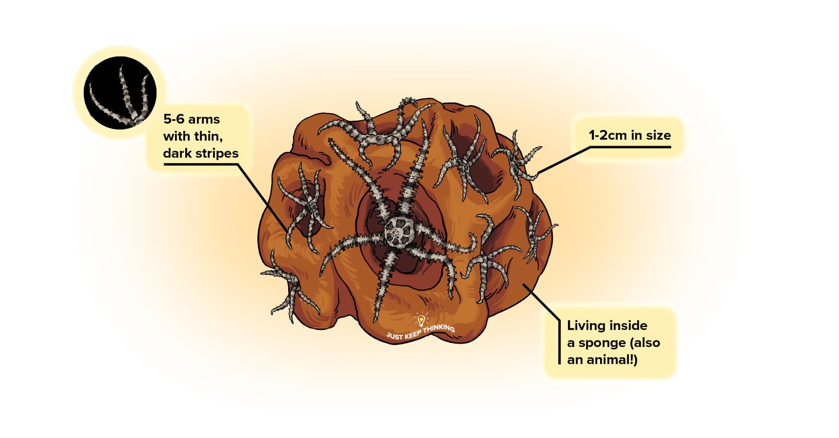 WebSpecies_tinybrittlestars