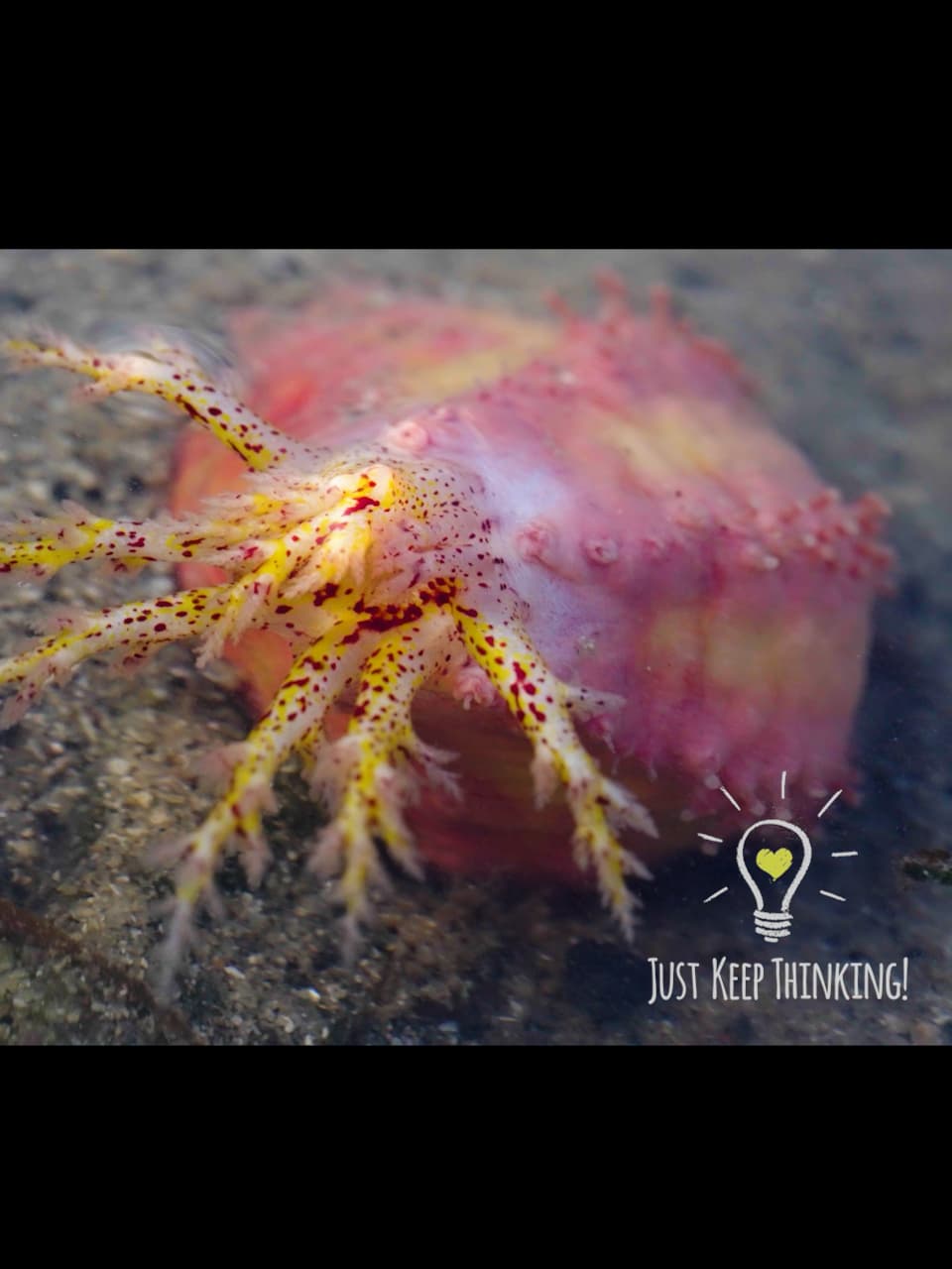 Pink Warty Sea Cucumber
