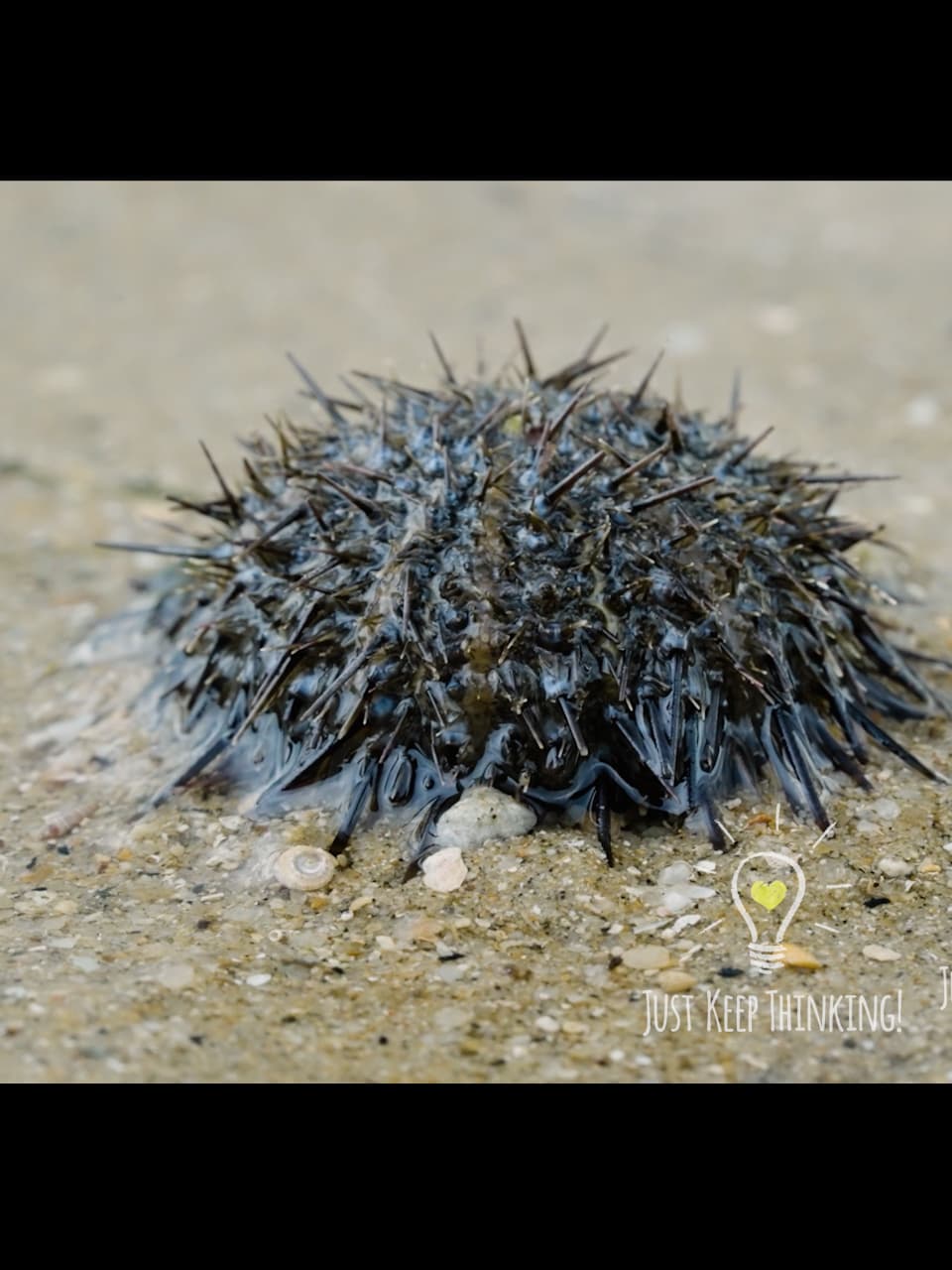 Black Sea Urchin