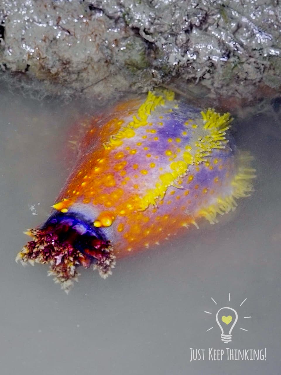 Sea Apple Sea Cucumber