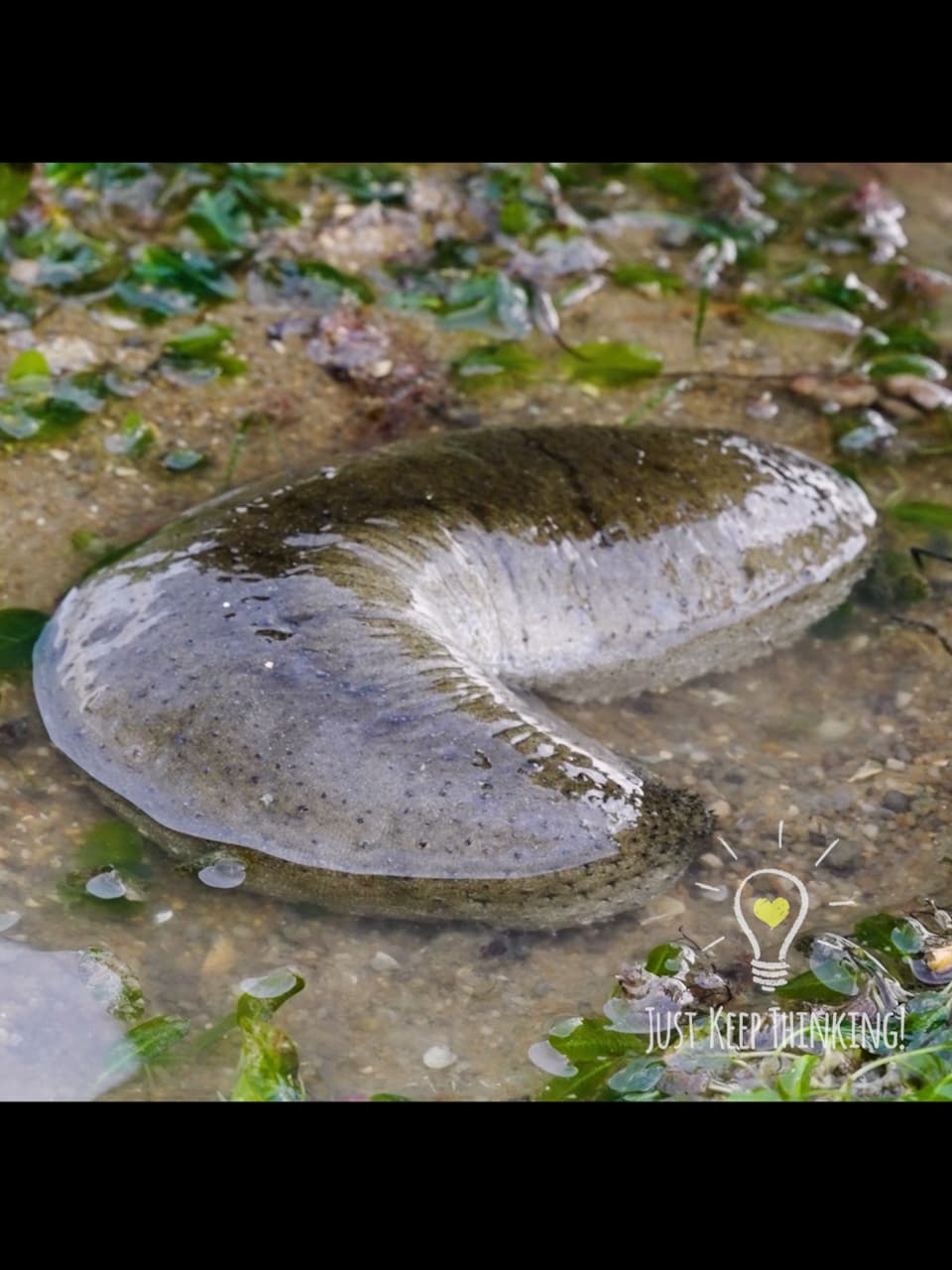 Garlic Bread Sea Cucumber