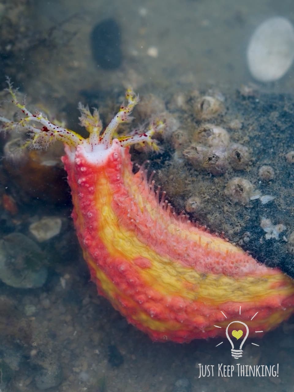 xx_Pink Warty Sea Cucumber