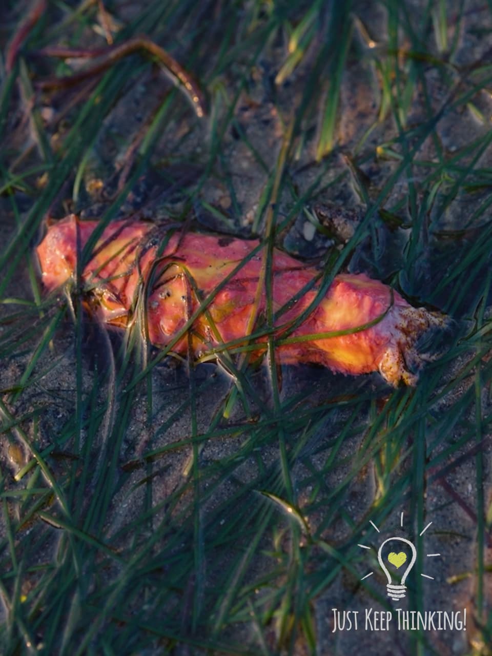 Pink Warty Sea Cucumber