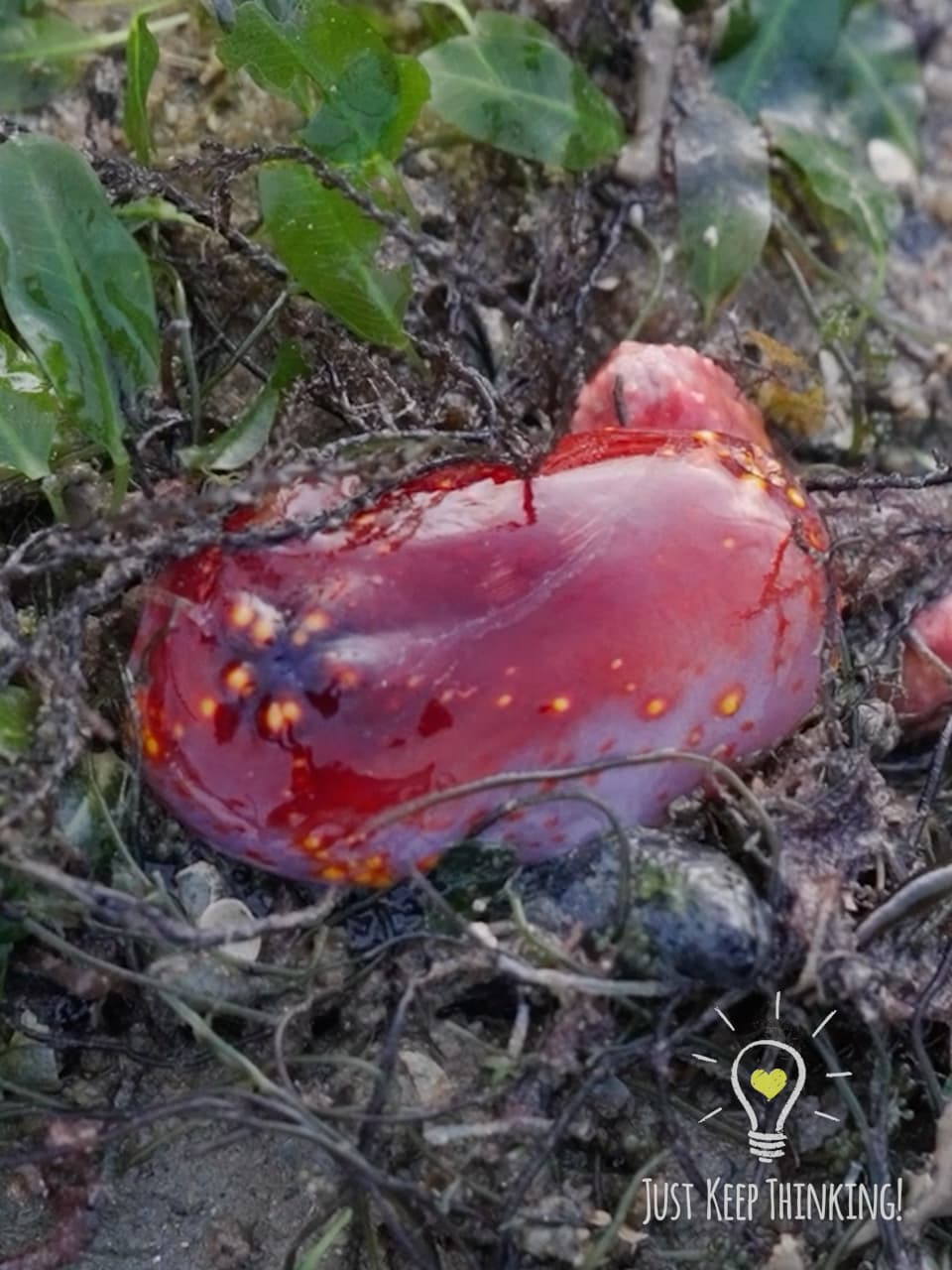 Sea Apple Sea Cucumber