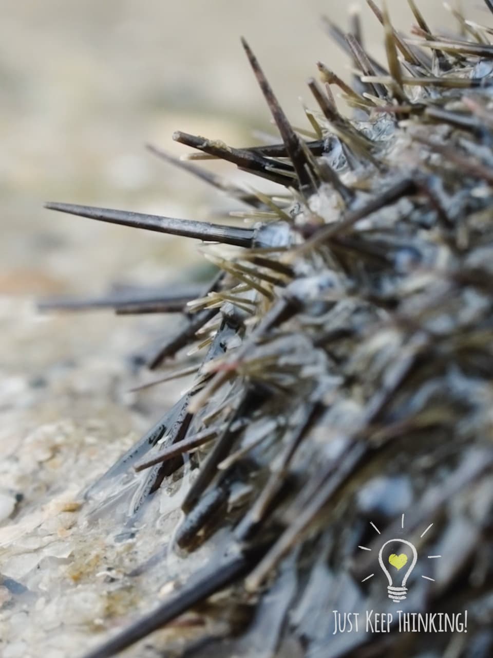 Black Sea Urchin