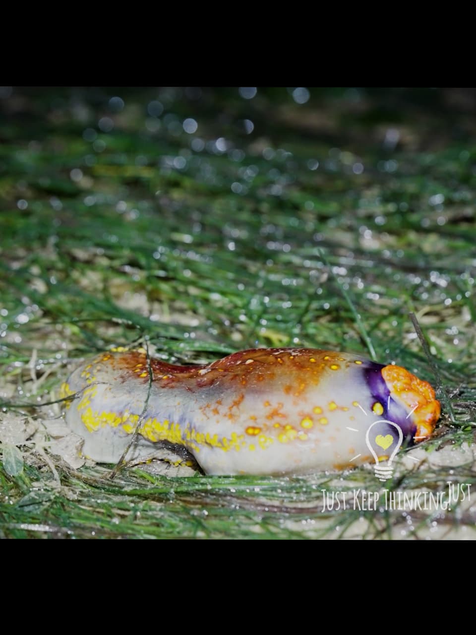 Sea Apple Sea Cucumber