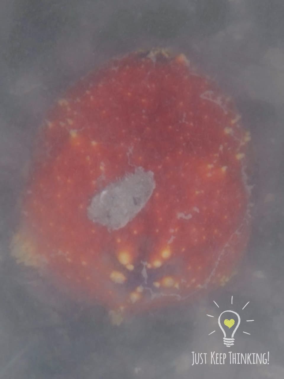 Sea Apple Sea Cucumber
