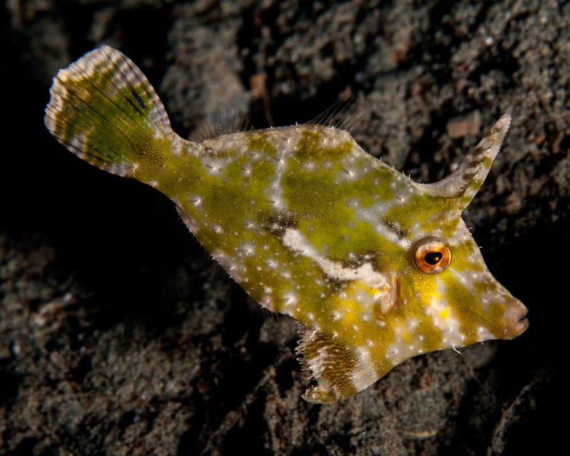 Seagrass Filefish (Bony Fish)