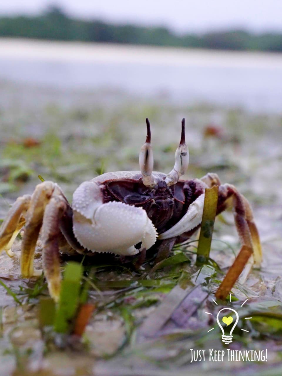 02_Horn-eyed Ghost Crab_GradedJKT(2)