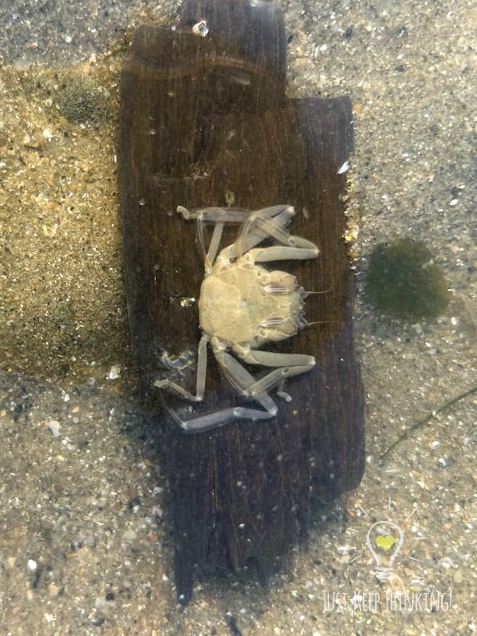 02_Leaf Porter Crab_GradedJKT