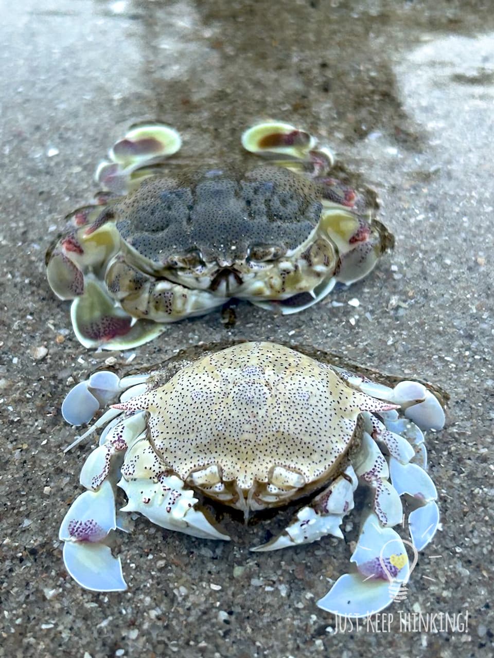 02_Moon Crab_GradeJKT
