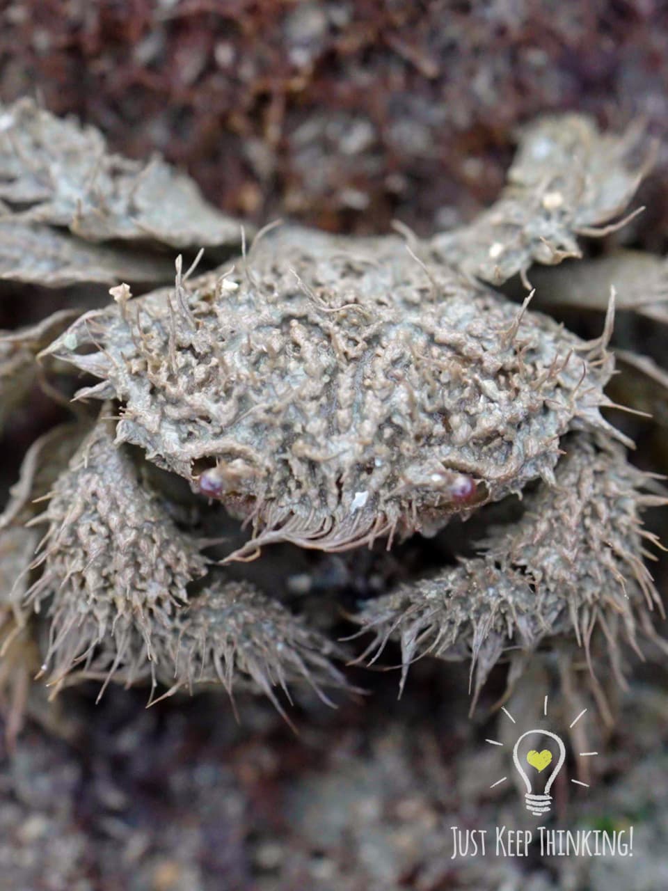 03_Hairy Crab_GradedJKT