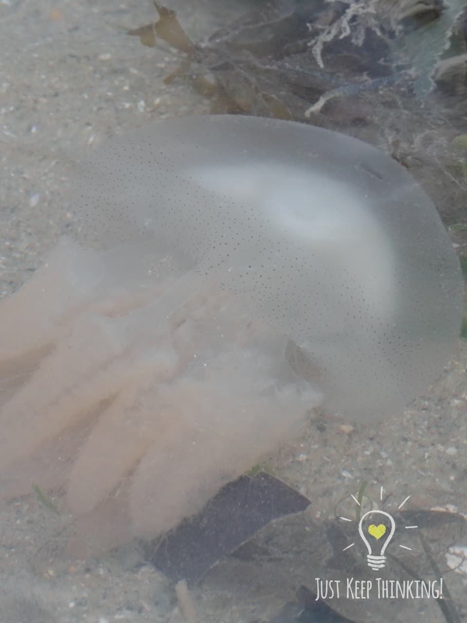 03_Mangrove Jellyfish_GradedJKT