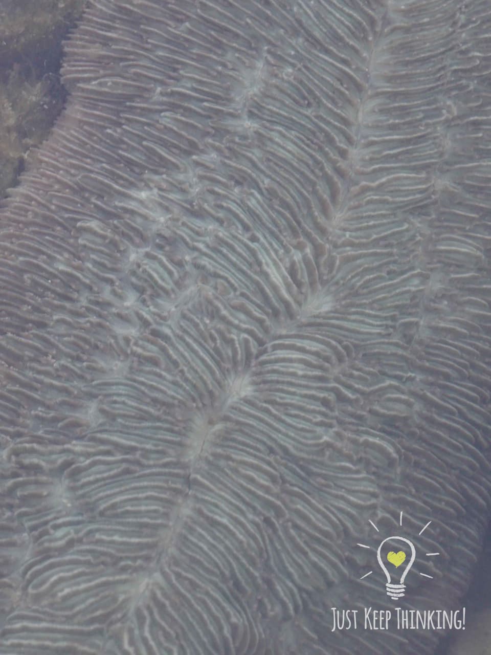 03_Mushroom Coral_GradedJKT