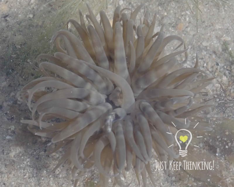 Swimming Anemone
