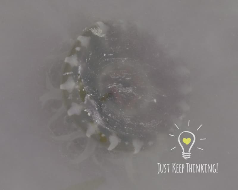 03_Upside-Down Jellyfish_GradedJKT_Species Photo