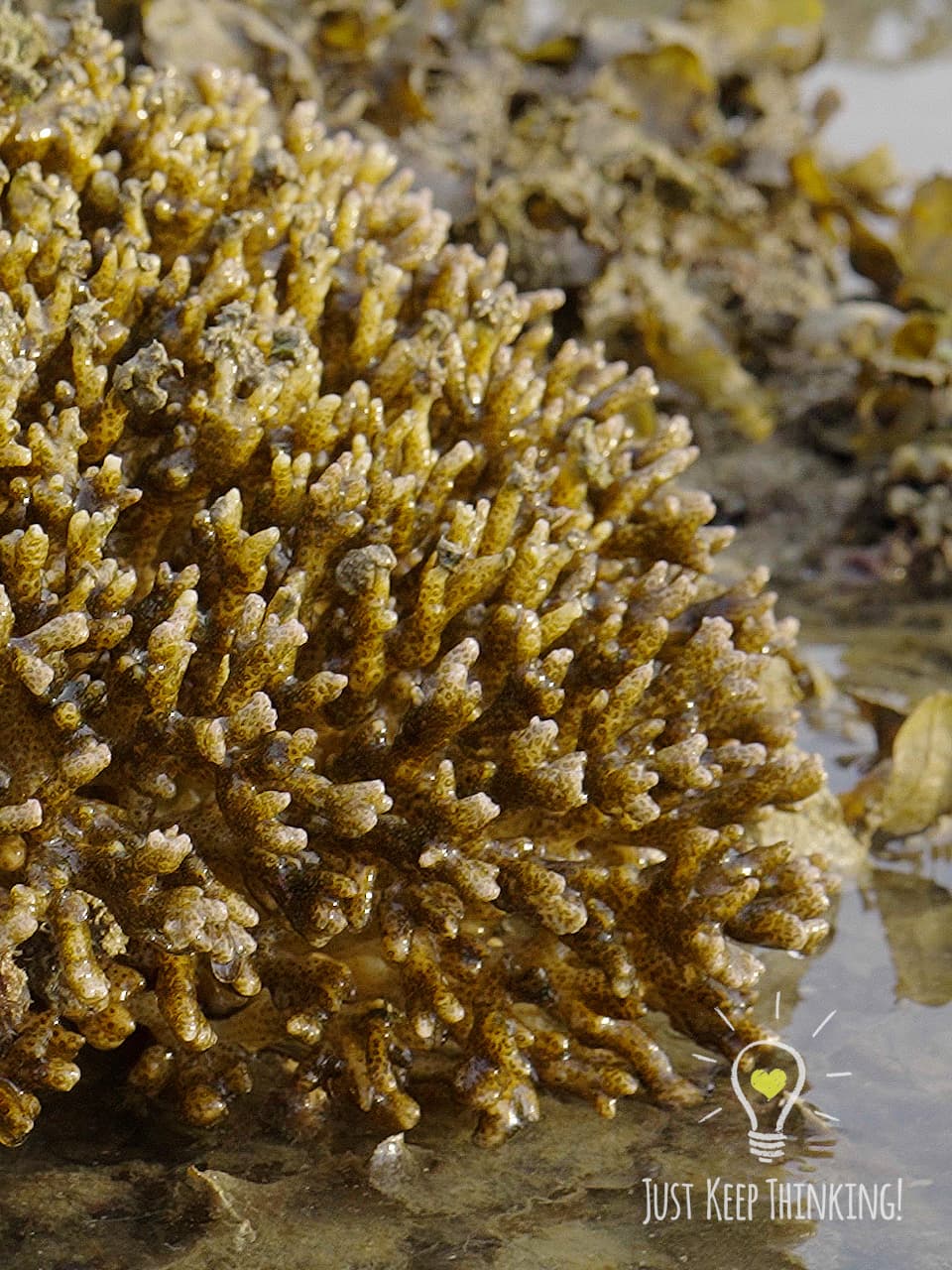 04_Branching Corals_GradedJKT