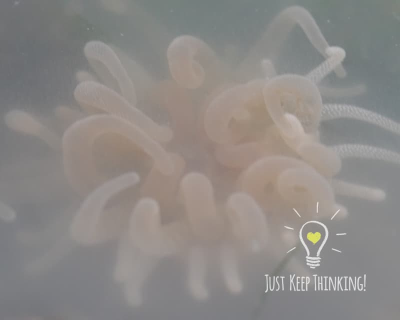 04_Glass Anemone_GradedJKT_Species Photo