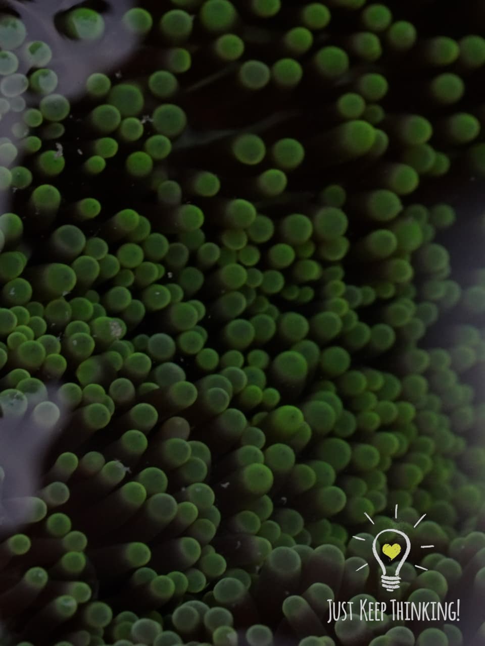 04_Haddon’s Carpet Anemone_GradedJKT