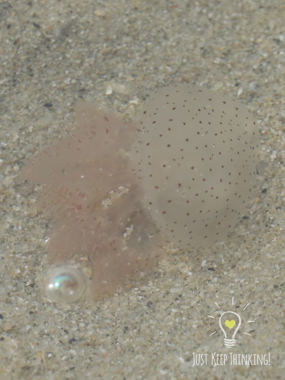 04_Mangrove Jellyfish_GradedJKT