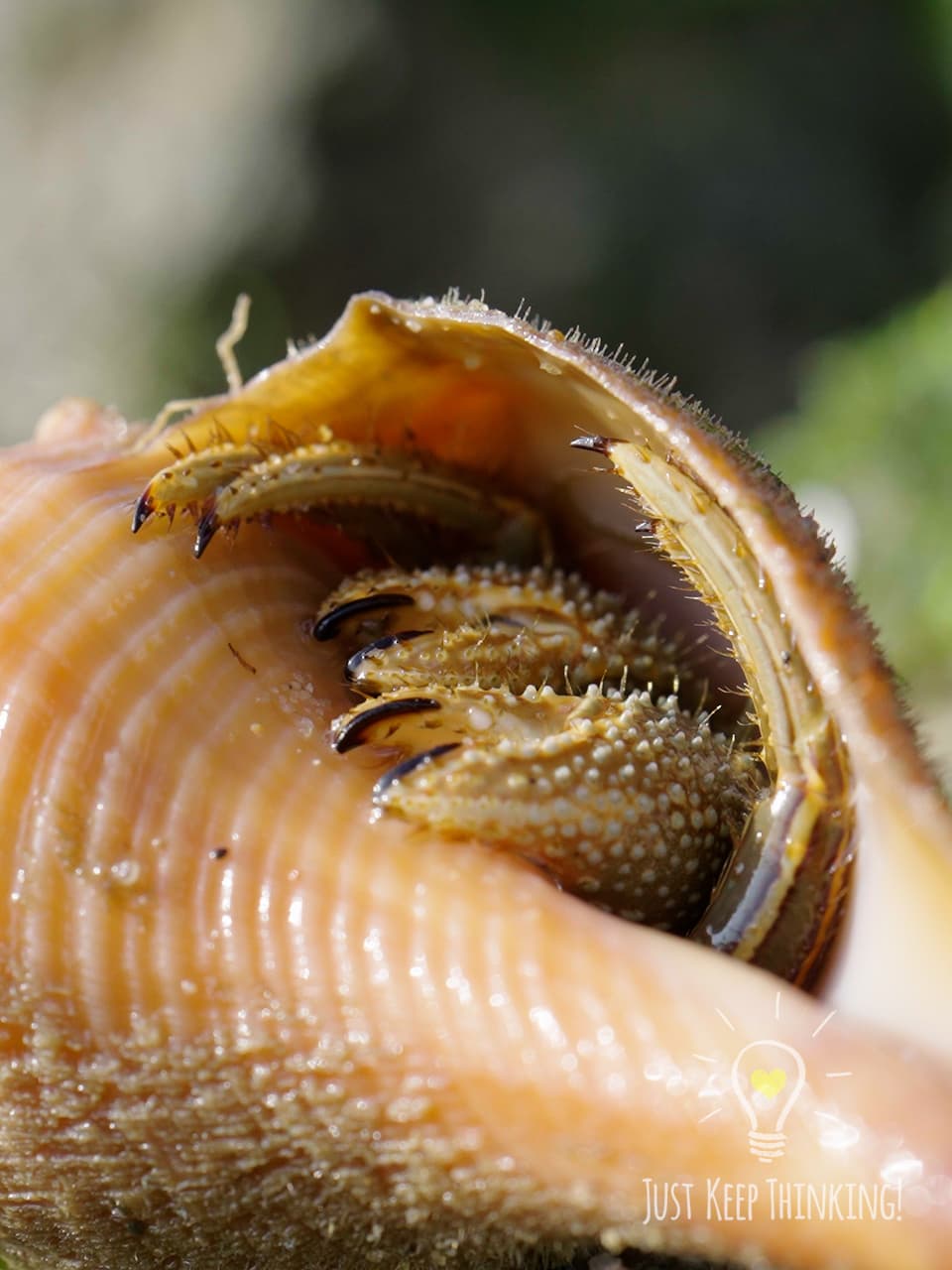 04_Orange-striped Hermit Crab_GradedJKT